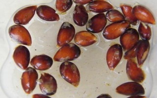 苹果种子如何催芽，到10月下旬浸泡种子