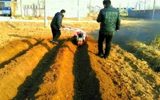 金银花适合在哪里种植，适合种植在山坡灌丛或疏林中