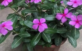 长春花的开放季节，花期可从春季持续到秋冬季节