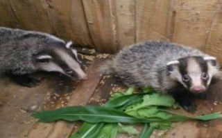 养殖猪獾要注意什么,每天只需投喂一次