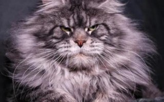 容易导致猫患糖尿病的几种坏习惯，使用低质量的猫粮或者喂食量不定等都会导致