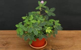 含羞草掉叶的原因，可能是浇水过量或光照不足所致