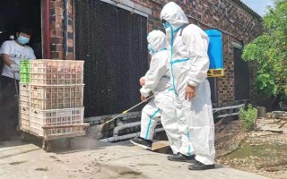 小鸡苗的养殖方法，雏鸡苗一定要注意保温