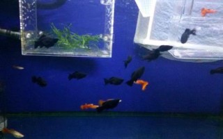 黑玛丽鱼能和什么鱼混养,可以与红绿灯鱼、月光鱼、斑马鱼等混养