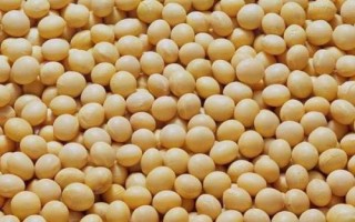 中豆86大豆种简介,属早熟春大豆品种