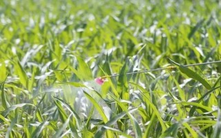 早上有露水可以打玉米除草剂吗,通常不建议