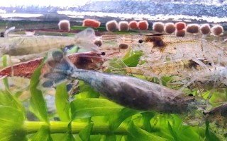 黑壳虾多久可以发育成熟，出生2-3个月就可以发育成熟