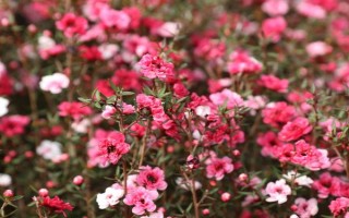 松红梅的开花时间，自然开花期为晚秋至春末