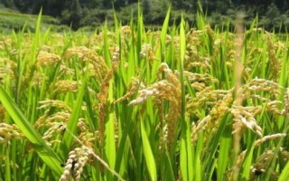 禾香优127水稻种简介,秧田播种量每亩10.0千克