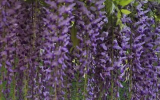 多花紫藤的种植方法，生长初期要追施有机肥