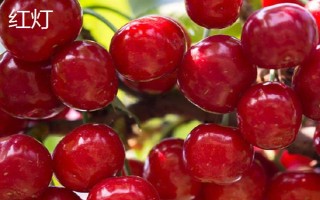 车厘子的品种介绍，常见的有金车车厘子、红灯、美早等