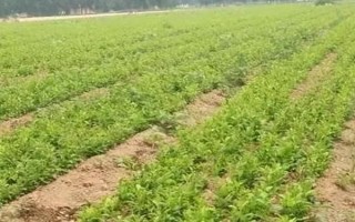 白芷亩产多少斤,亩产量在800-1000斤左右