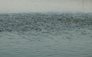 怎么养殖泥鳅，放苗前要清塘消毒