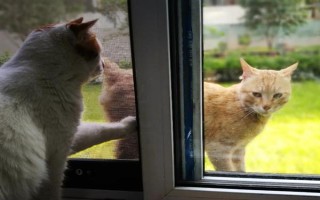 犬猫上呼吸道感染怎么治疗和护理，根据引发原因采取不同的解决措施