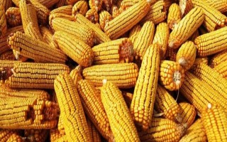 渝开3号玉米种子特点，亩植密度2800—3000株