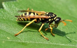 被马蜂蛰后过多久才脱离危险，24小时内无异常即可逐渐恢复