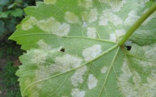 葡萄霜霉病的症状，枝蔓会变褐色而枯死