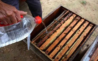 蜂群死了蜂王该怎么办,可介入新王