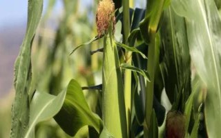 中胜C118玉米种简介，密度3000株/亩左右