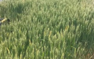 武春11号小麦品种的特性,河西灌区在3月中上旬播种