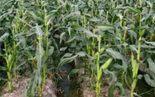 昕禾1号玉米品种的特性，拔节期每亩施尿素20千克