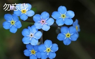有哪些蓝色花卉,常见的有勿忘我、蓝雪花等