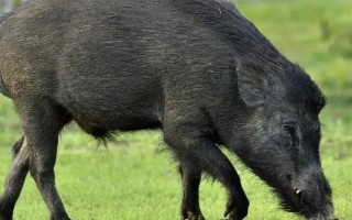 野猪的主路特点，主路会有它的脚印