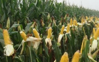 裕单5412（区试名称：裕丰5412）玉米种子介绍，苗期防治地老虎