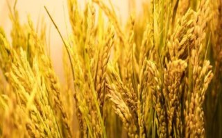 晶稻66水稻品种简介,每亩有效穗数19.9万穗