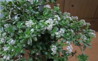 怎么让燕子掌开花，关键是要养在光照充足且温暖的地方