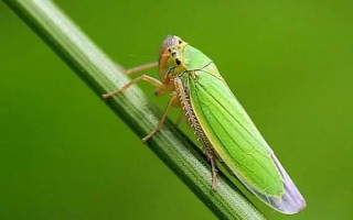 大青叶蝉的危害症状，严重时可致幼树死亡