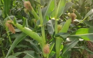 陕单609玉米品种的特性，中抗大斑病