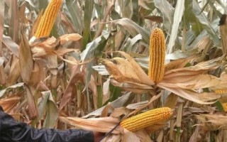 斯达糯60玉米品种简介,在中等肥力以上地块栽培