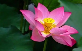 哪些花卉代表思念已故的亲人，常见菊花、康乃馨、白百合等品种