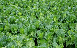 大白菜可以一年四季种植吗，大白菜一年四季都能种植