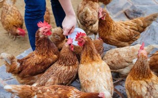 为什么十月份鸡不下蛋了,可能是温度较低或饲料不足所致