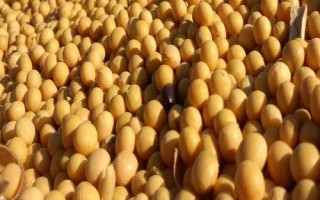 中黄211大豆种子特点,黄淮海夏大豆普通型品种