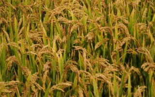 鄱湖香水稻种子特征特性,全生育期148.0天