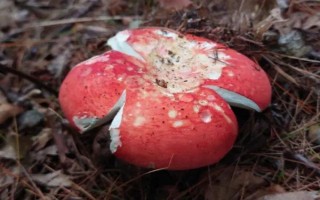 红菇的生长全过程要多久,通常在1个月左右