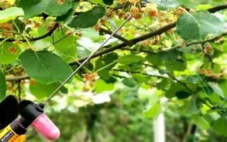 猕猴桃为何要人工授粉以及具体方法，雌雄花朵要相互传粉才能结果