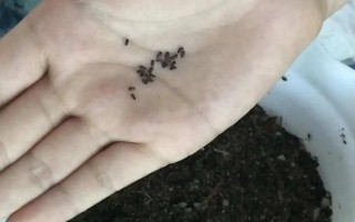 薰衣草籽的播种季节，可春播也可秋播
