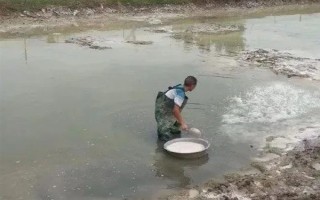 海瓜子怎么养殖，排干水塘再将种苗均匀撒在塘面上