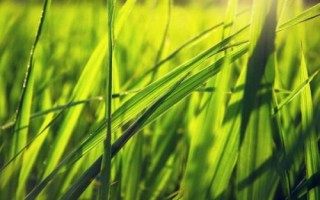 旱优640水稻种子简介,每亩用种量1~5千克