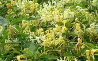 金银花冬天放在室外怕冻吗，有较强的耐寒能力不怕冻