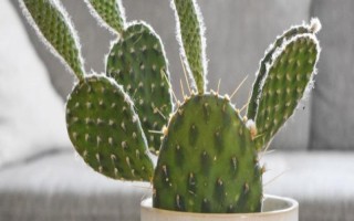 常见的室内绿化植物,常见的有发财树、绿萝等