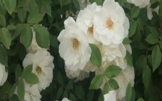 白色月季有什么花语,代表纯洁、父爱、希望