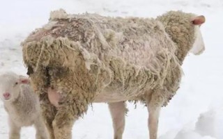 羊脱毛的原因，可能原发性脱毛症或症状性脱毛症