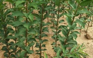 李子树苗批发价格,选择适合当地种植的品种