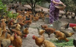 养鸡需要办什么证,要办理动物防疫条件合格证和工商营业执照