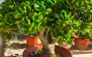 玉树放屋里有什么危害，危害来源于植株内的汁液